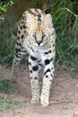 Serval Wild Cat Royalty Free Stock Photo