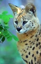 Serval Wild Cat Royalty Free Stock Photo