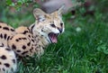 Serval Wild Cat Royalty Free Stock Photo