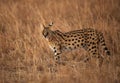 Serval Wild Cat, Masai Mara Royalty Free Stock Photo