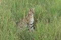 A Serval cat up close Royalty Free Stock Photo