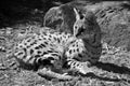 The serval is a wild cat native to Africa Royalty Free Stock Photo