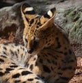 The serval is a wild cat native to Africa Royalty Free Stock Photo