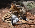 The serval is a wild cat native to Africa Royalty Free Stock Photo