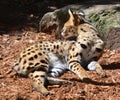 The serval is a wild cat native to Africa Royalty Free Stock Photo