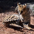 The serval is a wild cat native to Africa. Royalty Free Stock Photo