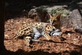 The serval is a wild cat native to Africa Royalty Free Stock Photo