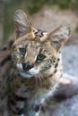 Serval (Leptailurus serval)