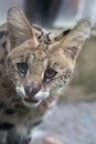 Serval (Leptailurus serval)