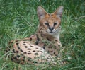 Serval