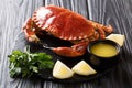 Served boiled delicacy brown crab with sauce, lemon and parsley