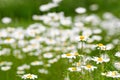 Daisies flowers in a meadow Royalty Free Stock Photo