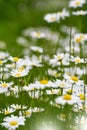 Daisies flowers in a meadow Royalty Free Stock Photo