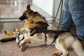 Service and companion dogs relaxing Royalty Free Stock Photo