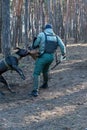 The service dog is attacking the trainer. Dog breed cane corso italiano bite special sleeve. Training dogs defensive guard service Royalty Free Stock Photo