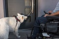 Service dog closing a door, helping a man in a wheelchair to exit home