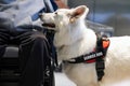 Service dog and disabled person