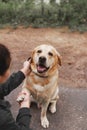 service dog fawn labrador retriever good friend sits on road and gives paw to his coach Royalty Free Stock Photo