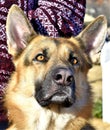 Service Dog, German Sheppard, Alert and ready