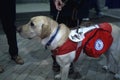 Service dog and friend