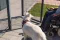 Service dog opening and closing a door to the owner in a wheelchair Royalty Free Stock Photo