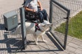 Service dog opening and closing a door to the owner in a wheelchair Royalty Free Stock Photo