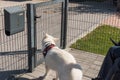 Service dog opening and closing a door to the owner in a wheelchair Royalty Free Stock Photo