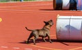 Service dog training for search and rescue operations