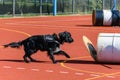 Service dog training for search and rescue operations