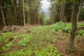 Service line in the forest, Slovakia