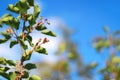 Serviceberry on branch background blue sky. Close Up Selective Focus. Amelanchier canadensis fruit on tree. Shallow depth of field Royalty Free Stock Photo