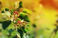 Serviceberry on branch background blue sky. Close Up Selective Focus. Amelanchier canadensis fruit on tree.  Shallow depth of Royalty Free Stock Photo