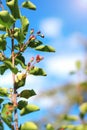 Serviceberry on branch background blue sky. Close Up Selective Focus. Amelanchier canadensis fruit on tree. Shallow depth of field Royalty Free Stock Photo