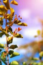 Serviceberry on branch background blue sky. Close Up Selective Focus. Amelanchier canadensis fruit on tree. Shallow depth of field Royalty Free Stock Photo