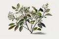 Serviceberry Bush On White Background. Generative AI Royalty Free Stock Photo