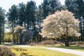 Serviceberry tree in bloom and path, heath, Netherlands