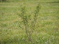 Serviceberry Tree Sapling in Meadow Royalty Free Stock Photo