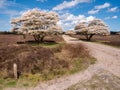 Serviceberry trees, Amelanchier lamarkii, in bloom and footpath in nature reserve Zuiderheide, North Holland, Netherlands