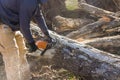 The services worker is using a chainsaw to cut down trees, resulting in forest destruction and ecological disasters. Royalty Free Stock Photo