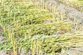 Sesame field with sesame pods and seeds in Xigang, Tainan, Taiwan, close up, macro, bokeh Royalty Free Stock Photo