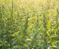 Sesame field with sesame pods and seeds in Xigang, Tainan, Taiwan, close up, macro, bokeh Royalty Free Stock Photo