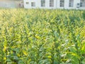 Sesame field with sesame pods and seeds in Xigang, Tainan, Taiwan, close up, macro, bokeh Royalty Free Stock Photo