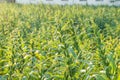 Sesame field with sesame pods and seeds in Xigang, Tainan, Taiwan, close up, macro, bokeh Royalty Free Stock Photo