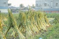 Sesame field with sesame pods and seeds in Xigang, Tainan, Taiwan, close up, macro, bokeh Royalty Free Stock Photo