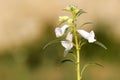 Sesame flower or Teel flower