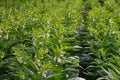 Sesame flowering