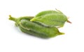 Sesame green pods isolated on white background