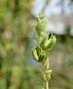 Sesame growth in the fields