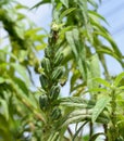 Sesame growth in the fields