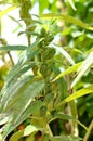 Sesame growth in the fields